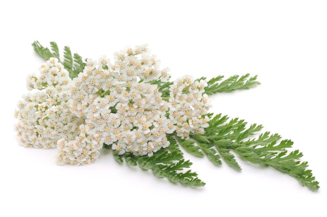 Yarrow - Zesummesetzung vun Crème Proctonic